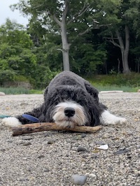 Moxie the dog on the beach